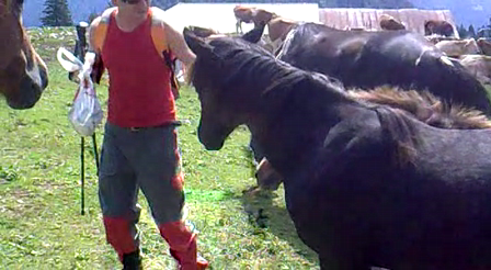 AHH and horses